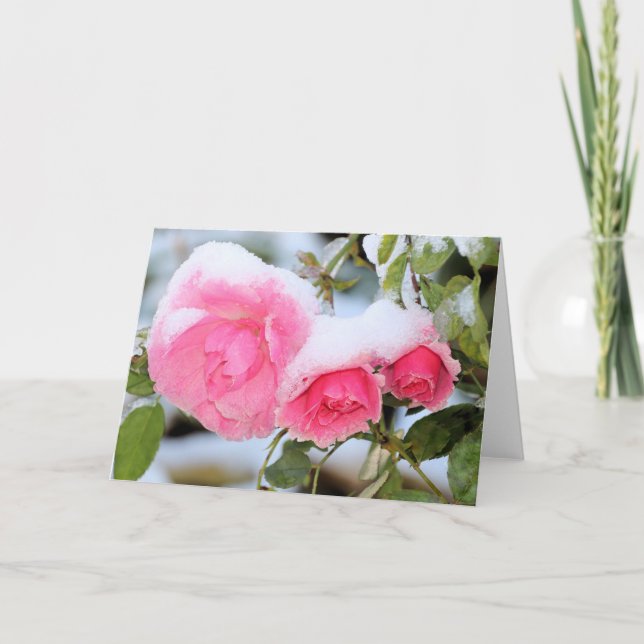 Snowcovered pink roses card (Front)