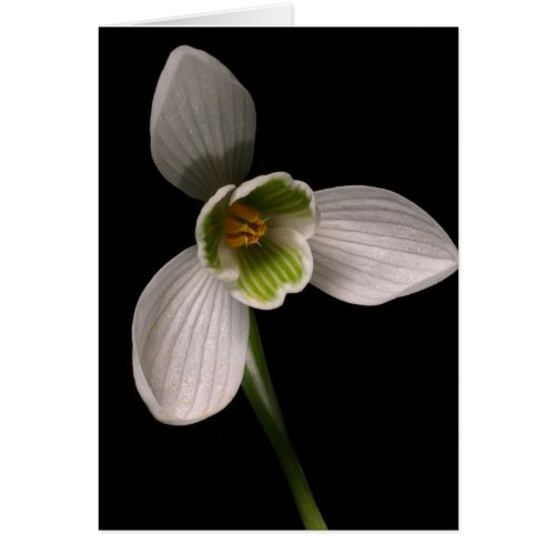 snowdrop