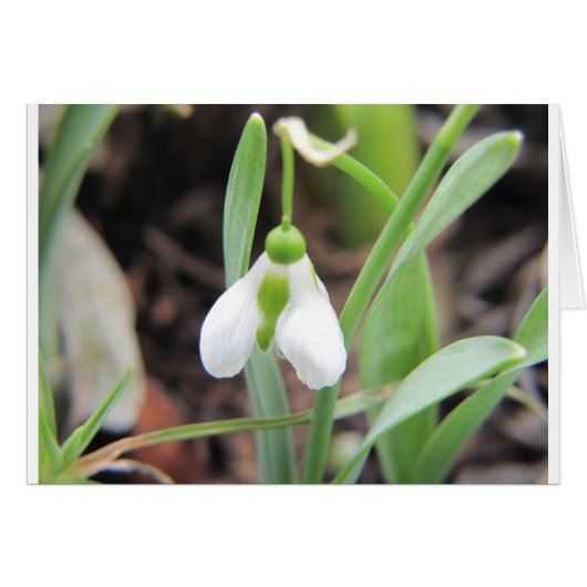 Snowdrop - Birth Flower - January Cards (Front Horizontal)
