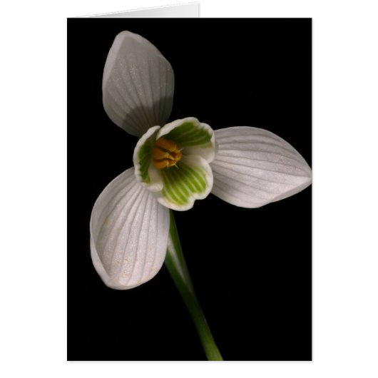 snowdrop cards (Front)
