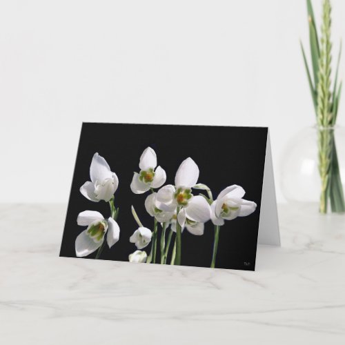 Snowdrop Flower Greeting Cards