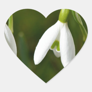 Snowdrop flowers heart sticker