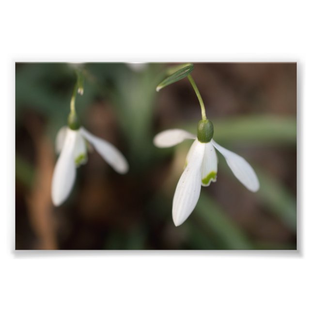Snowdrop Flowers Photo Print (Front)
