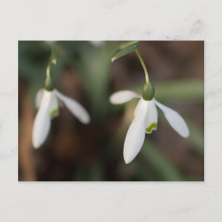 Snowdrop Flowers Postcard