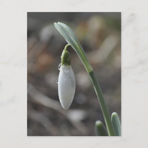 Snowdrop postcard