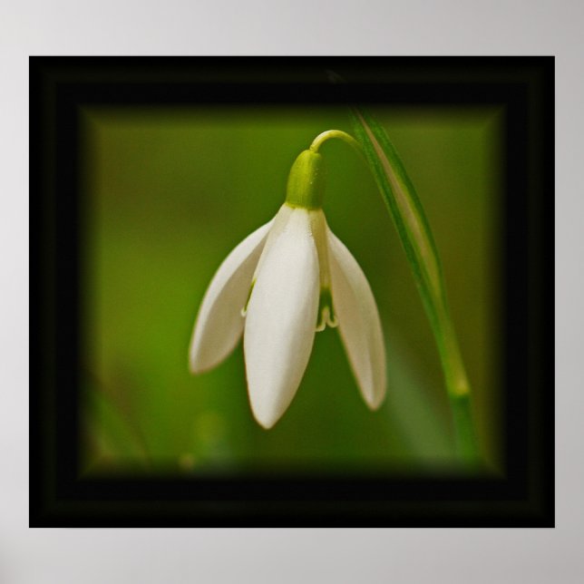 Snowdrop Poster (Front)