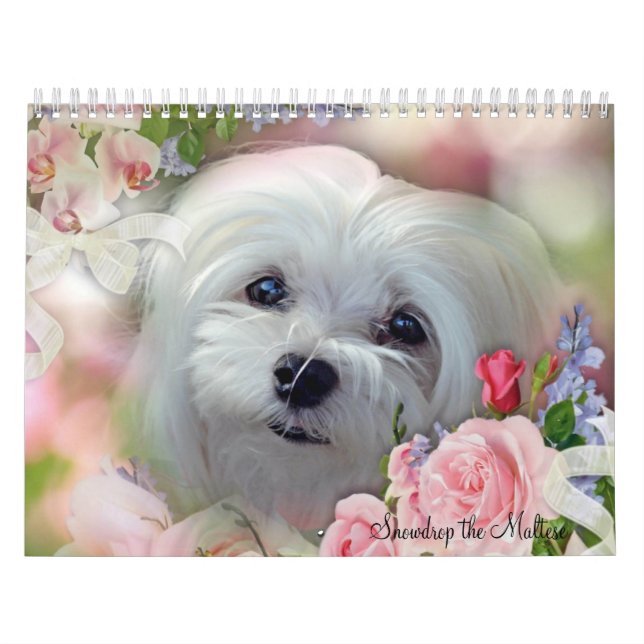 Snowdrop the Maltese Calendar (Cover)