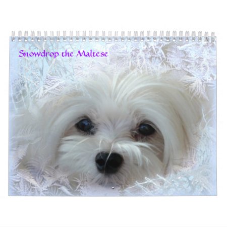 Snowdrop The Maltese Calendar