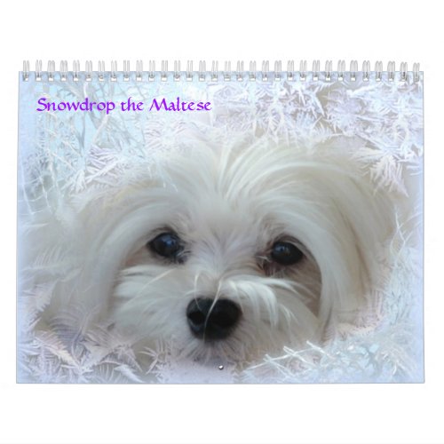 Snowdrop the Maltese Calendar