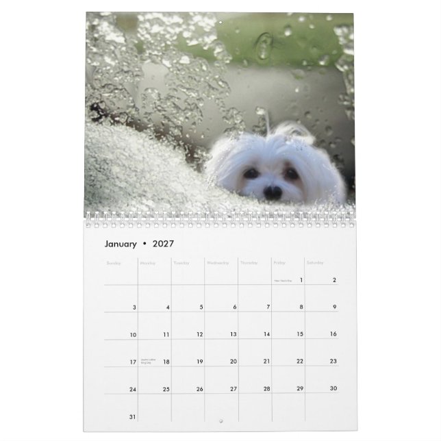 Snowdrop the Maltese Calendar (Jan 2027)