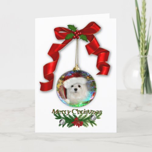 Snowdrop the Maltese Christmas Card