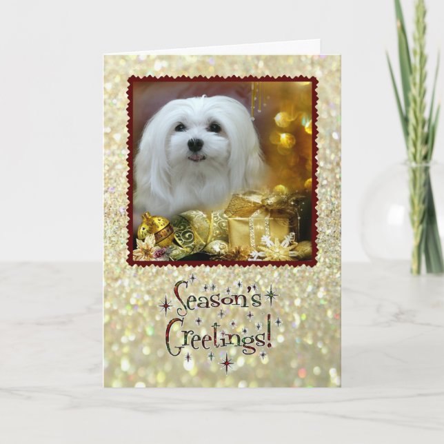 Snowdrop the Maltese Christmas Card (Front)