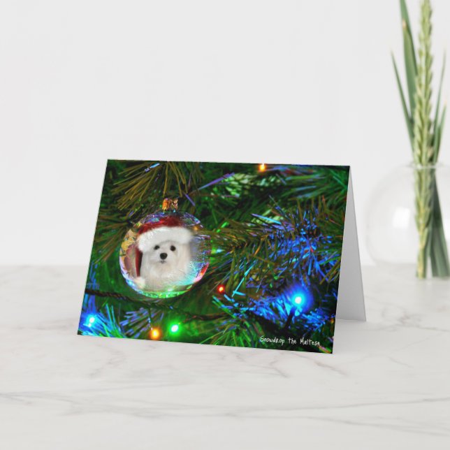 Snowdrop the Maltese Christmas Card (Front)