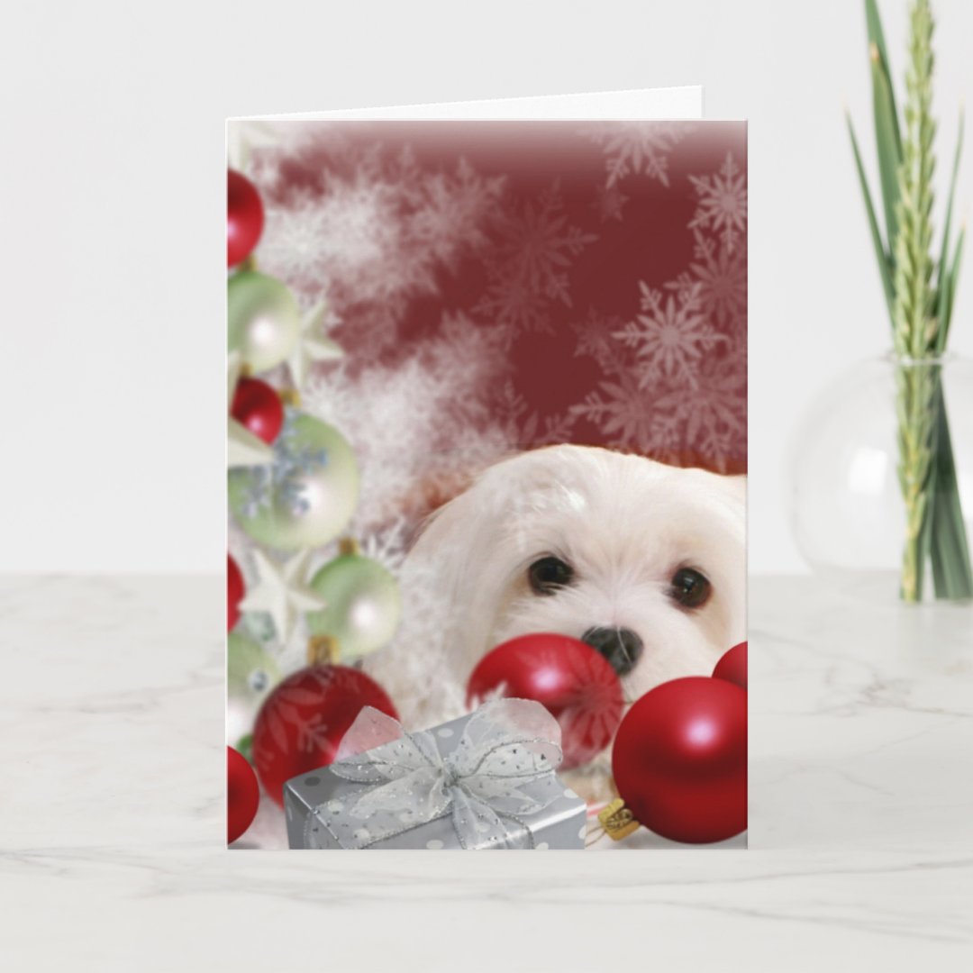 Snowdrop the Maltese Christmas Card Zazzle