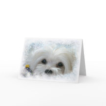 Snowdrop the Maltese Christmas Card
