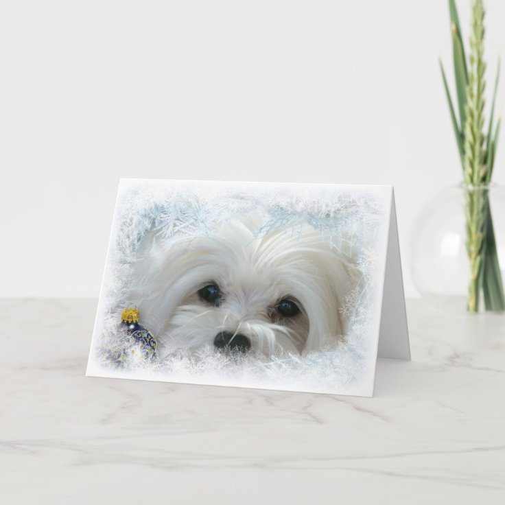 Snowdrop the Maltese Christmas Card Zazzle