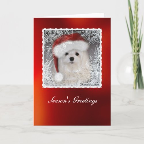 Snowdrop the Maltese Christmas Card