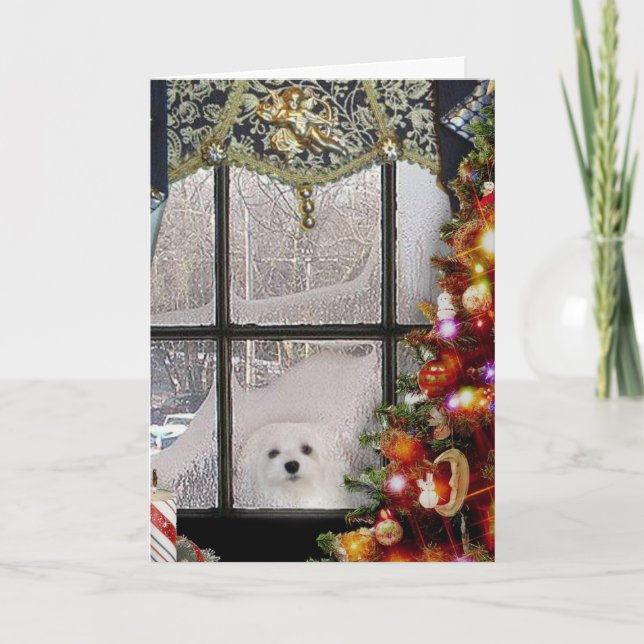 Snowdrop the Maltese Christmas Card (Front)