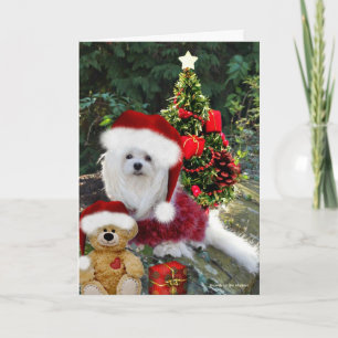 Snowdrop the Maltese Christmas Card