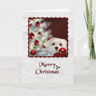 Snowdrop the Maltese Christmas Card