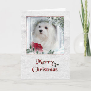 Snowdrop the Maltese Christmas Card