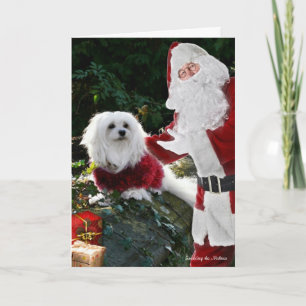 Snowdrop the Maltese Christmas Card