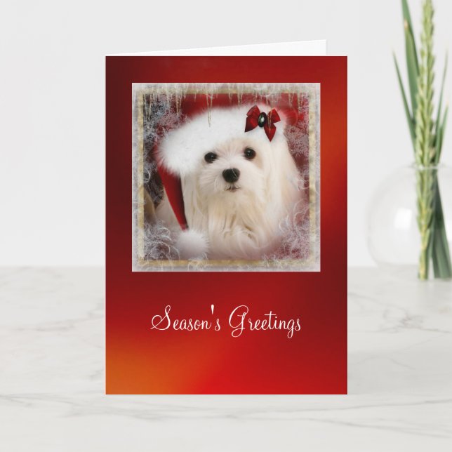 Snowdrop the Maltese Christmas Card (Front)
