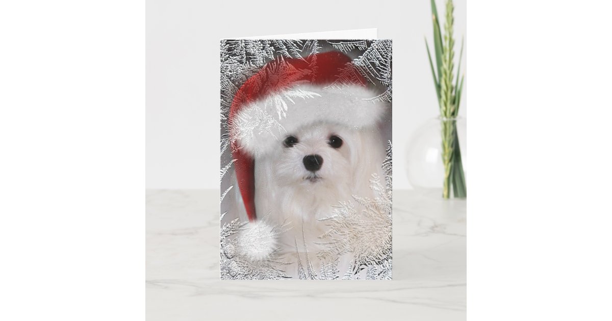Snowdrop the Maltese Christmas Card Zazzle
