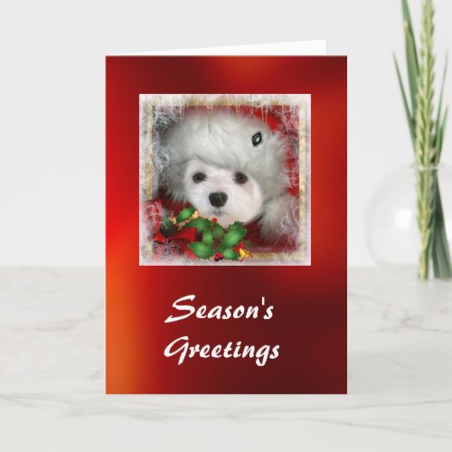 Snowdrop the Maltese Christmas Card