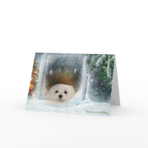 Snowdrop the Maltese Christmas Card