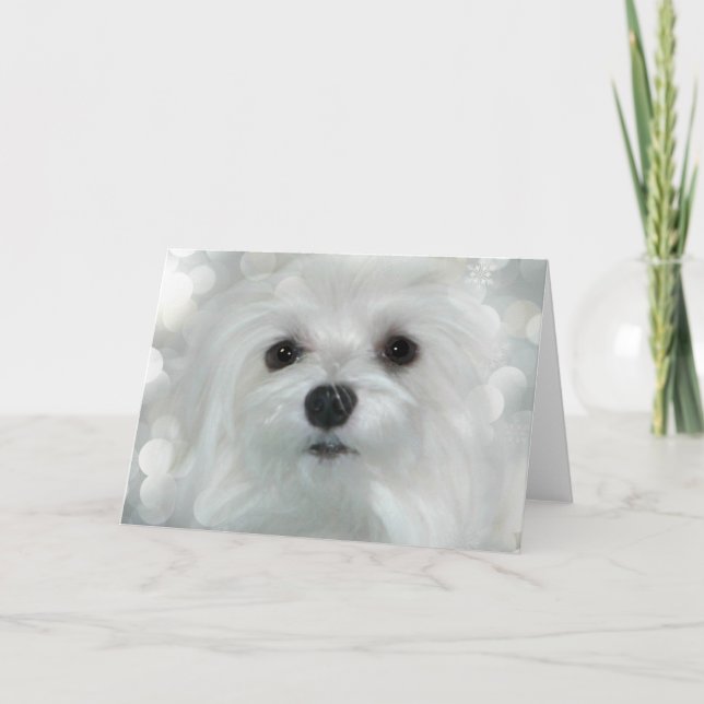 Snowdrop the Maltese Christmas/Greeting Card (Front)