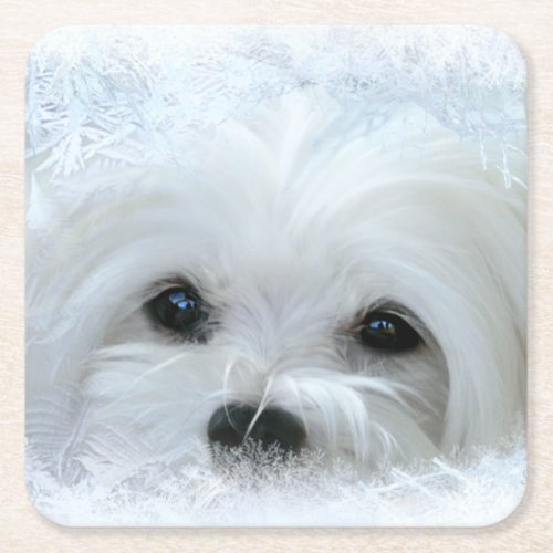 Snowdrop the Maltese Coasters