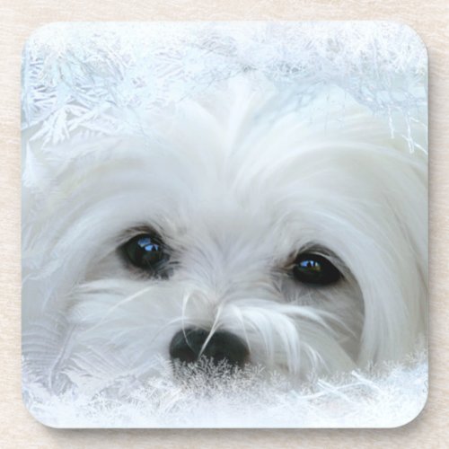 Snowdrop the Maltese Coasters