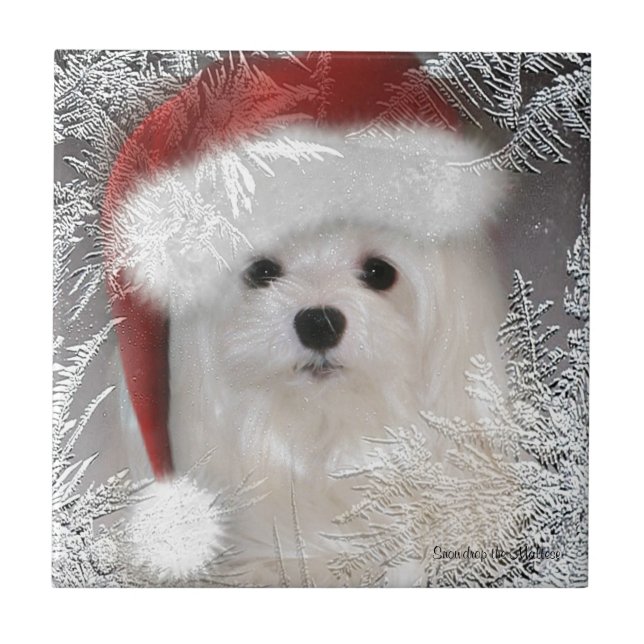 Snowdrop the Maltese Decorative Ceramic Tile (Front)