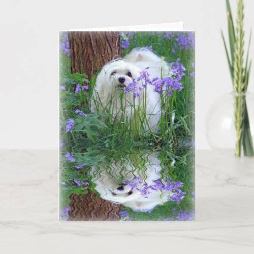 Snowdrop the Maltese Greeting Card