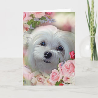 Snowdrop the Maltese Greeting Card