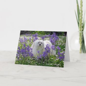 Snowdrop The Maltese Greeting Card by MoragBates at Zazzle