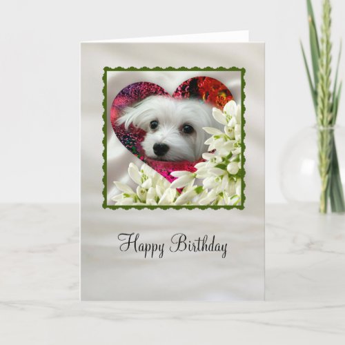 Snowdrop the Maltese Holiday Card