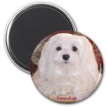 Snowdrop The Maltese Magnet by MoragBates at Zazzle