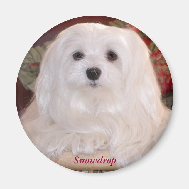 Snowdrop the Maltese Magnet (Front)