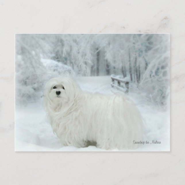Snowdrop the Maltese Postcard (Front)