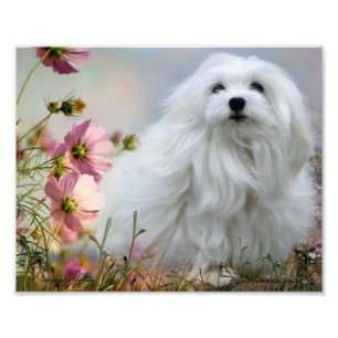 Snowdrop the Maltese Print