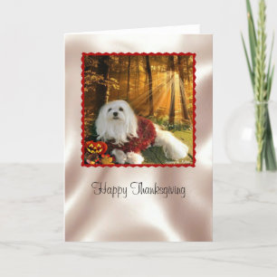 Snowdrop the Maltese Thanksgiving Card
