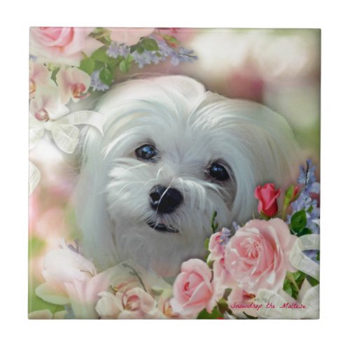 Snowdrop the Maltese Tile