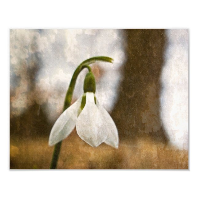 Snowdrop Woods Photo Print (Front)