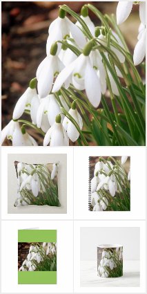 Snowdrops