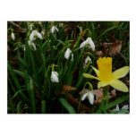 Snowdrops and Daffodil Early Spring Flowers Postcard