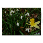 Snowdrops and Daffodil Spring Floral