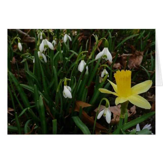 Snowdrops and Daffodil Spring Floral Cards (Front Horizontal)