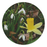 Snowdrops and Daffodil Spring Floral Classic Round Sticker